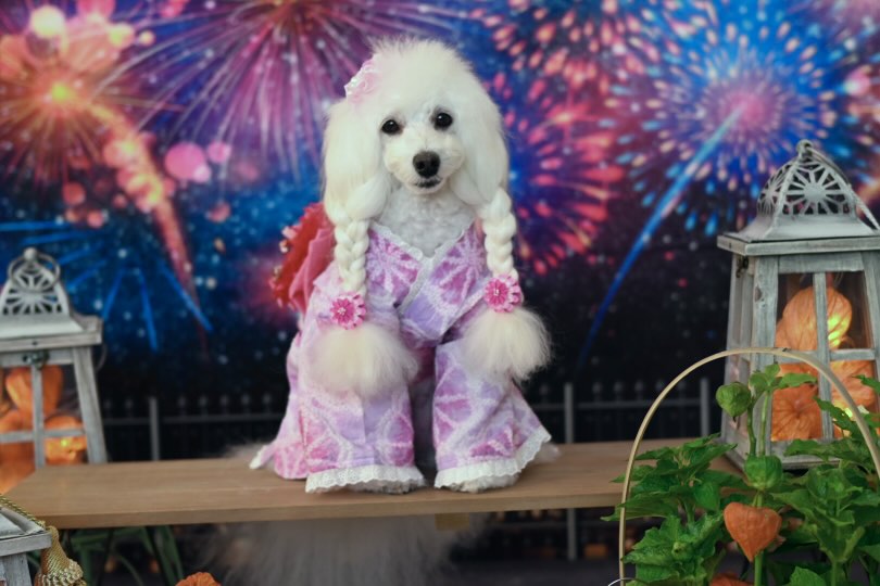 Kate 新年の花火のお祝いの背景