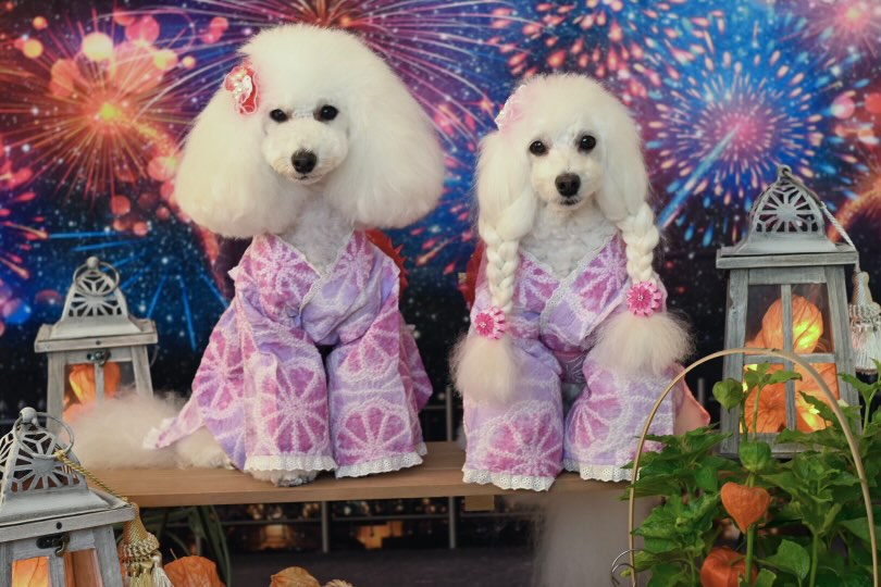 Kate 新年の花火のお祝いの背景