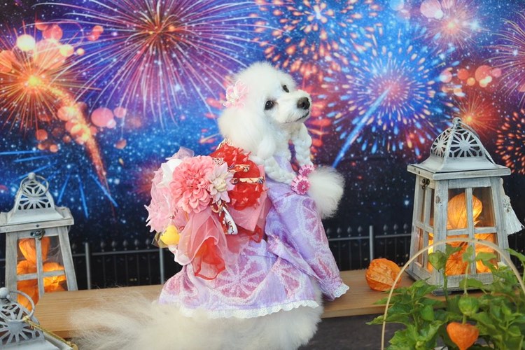 Kate 新年の花火のお祝いの背景