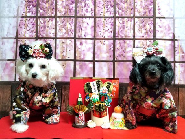 Kate 春の花の背景屋内ウィンドウカーテン背景Chain Photography設計