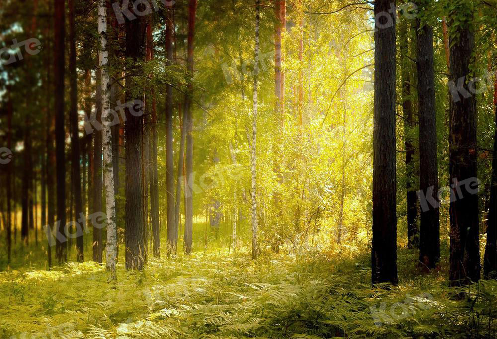 Kate写真撮影の森の中の朝日草や木の背景