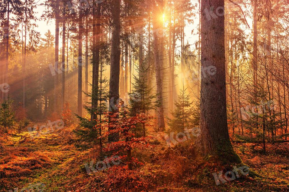Kate写真撮影秋朝森林自然の風景の背景