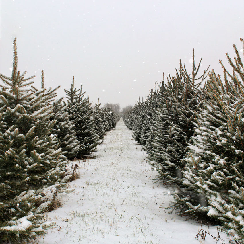 Kate 雪のクリスマスツリーファームの背景