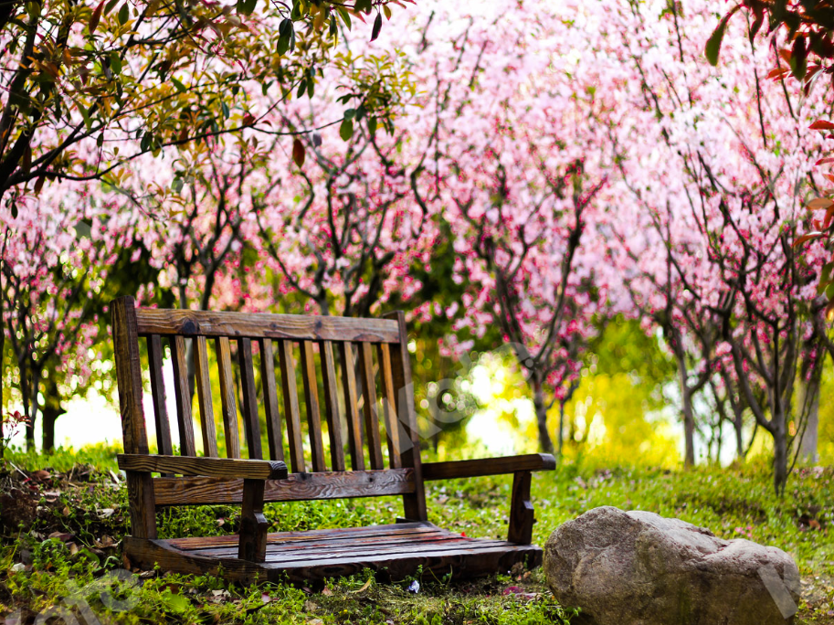 Kate 桜の下の木製の椅子の背景
