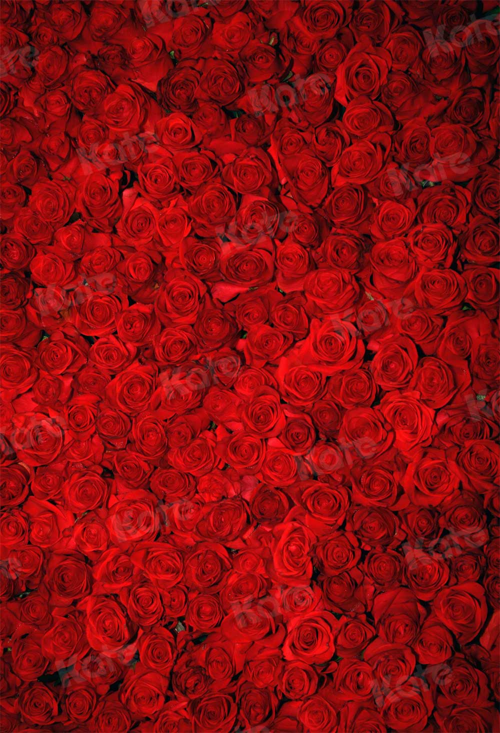 Kate赤いバラのバレンタインデーの花の写真の背景