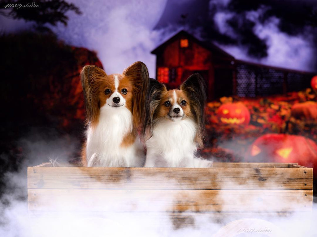 Kateビッグムーンナイトパンプキンランプ日陰の小屋ハロウィーンの写真撮影の背景