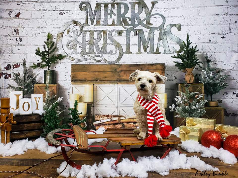 Kateクリスマスのレンガの暖炉の背景背景Mandy Ringe